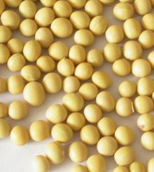 Phosphatidylserine 50%