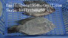 frozen tilapia whole round