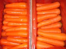 fresh carrot