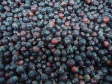  Frozen   Black   currant 