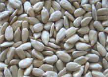  Sunflower   Seed   Kernels  ( Bakery  Grade)
