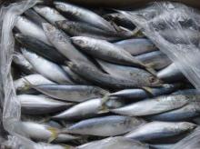  fresh   frozen   mackerel 