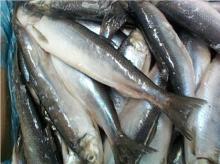 Frozen whole sardine (seafood)