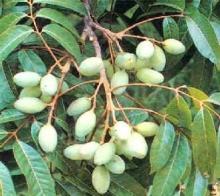 Olive Leaf Extract