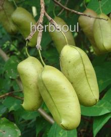 Griffonia Seed Extract
