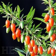 Goji Berry Products