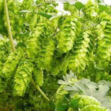 Hops Extract