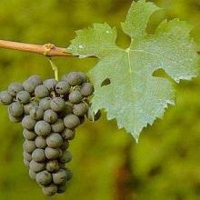 Grape Seed Powder Extract