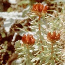 Rhodiola Powder Extract