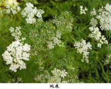 Cnidium  Fruit   Powder  Extract