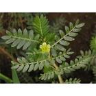 Tribulus Terrestris Extract