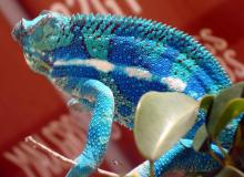 chamelions for sale