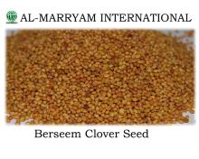 Berseem Clover Seed