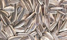 sunflower  seed s/sunflower oil for export