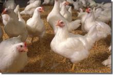  LIVE   CHICKEN S