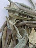 Olive leaf P.E.