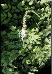 Black Cohosh P.E
