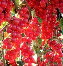 Schisandra polysaccharide Extract