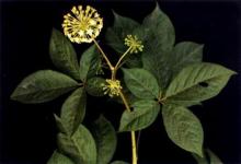 Acanthopanax Polysaccharide Extract