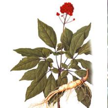  Ginseng   Extract   Powder 