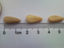 Pine kernel