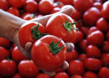 IQF TOMATO