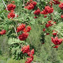 Sorbus Aucuparia  Fruit   Extract 