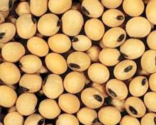 soy bean