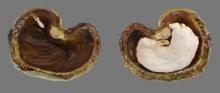  cashew   nut  in  shell 