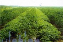  Gynostemma  Extract  powder 