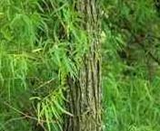  White   Willow  Bark  Extract  powder.