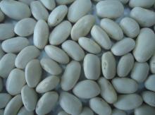 white kidney bean (Medium type) -1
