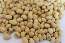 Tofu soybean