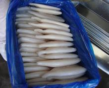 Sell Todarodes Squid Tube annachen