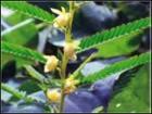 Cassia Nomame Extract powder