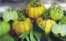 Garcinia Cambogia Extract powder