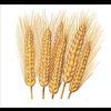 Prime Wheat Flour