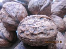 Natural Walnut Directly From Farmers
