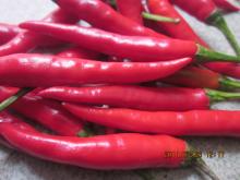  Yunnan   Hot  Pepper With Best Taste