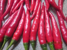 Top Quality Chillis Directly From Farmers