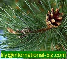  pine  needle extract