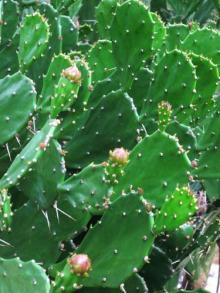 Cactus Extract