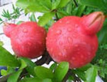  Pomegranate   Hull  P.E