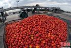 220L  bulk   package   tomato   paste 