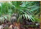 saw palmetto fruit extract