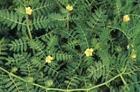 Tribulus terrestris Extract