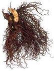 Black Cohosh Extract powder