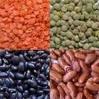 Dried Beans