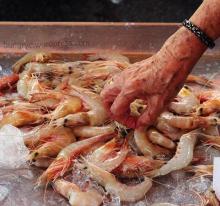 german prawn
