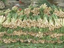  Fresh   Lemon   Grass 